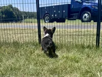 Richard, a male Pembroke Welsh Corgi for sale in Cookville, TX – 9 of 9