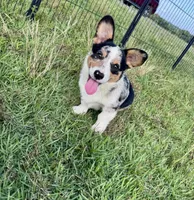 Boone, a male Cardigan Welsh Corgi and Pembroke Welsh Corgi for sale in Cookville, TX – 5 of 6