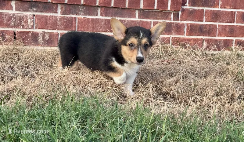 Izzy – Pembroke Welsh Corgi puppy for sale in Cookville, TX