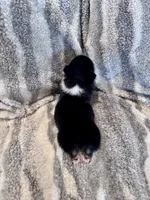 Richard, a male Pembroke Welsh Corgi for sale in Cookville, TX – 6 of 9