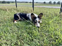 Boone, a male Cardigan Welsh Corgi and Pembroke Welsh Corgi for sale in Cookville, TX – 3 of 6