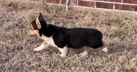 Izzy, a female Pembroke Welsh Corgi for sale in Cookville, TX – 6 of 8