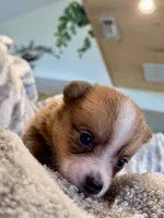 Alex, a male Pembroke Welsh Corgi for sale in Cookville, TX – 3 of 8