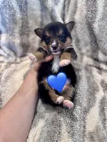 Richard, a male Pembroke Welsh Corgi for sale in Cookville, TX – 9 of 9