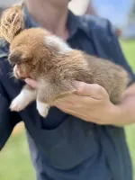 Owen, a male Pembroke Welsh Corgi for sale in Cookville, TX – 7 of 7