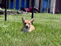 Owen, a male Pembroke Welsh Corgi for sale in Cookville, TX – 2 of 10