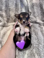 Izzy, a female Pembroke Welsh Corgi for sale in Cookville, TX – 4 of 6