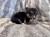 Richard, a male Pembroke Welsh Corgi for sale in Cookville, TX – 3 of 9