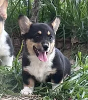 Marlee, a female Pembroke Welsh Corgi for sale in Cookville, TX – Photo 2 of 7