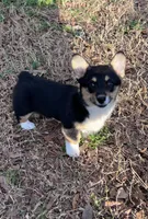 Marlee, a female Pembroke Welsh Corgi for sale in Cookville, TX – Photo 1 of 7