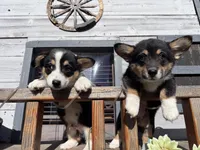 Marlee, a female Pembroke Welsh Corgi for sale in Cookville, TX – Photo 6 of 7