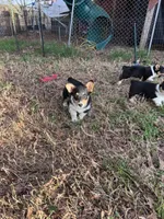 Marlee, a female Pembroke Welsh Corgi for sale in Cookville, TX – Photo 7 of 7
