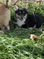 Marlee, a female Pembroke Welsh Corgi for sale in Cookville, TX – Photo 5 of 7