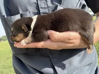 Richard, a male Pembroke Welsh Corgi for sale in Cookville, TX – 3 of 3