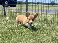 Owen, a male Pembroke Welsh Corgi for sale in Cookville, TX – 4 of 10