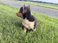 Izzy, a female Pembroke Welsh Corgi for sale in Cookville, TX – 8 of 8
