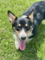 RJ, a male Cardigan Welsh Corgi and Pembroke Welsh Corgi for sale in Cookville, TX – 2 of 10
