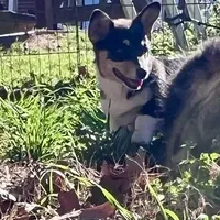 Rose, a female Cardigan Welsh Corgi and Pembroke Welsh Corgi for sale in Cookville, TX – Photo 2 of 7