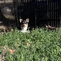 Rose, a female Cardigan Welsh Corgi and Pembroke Welsh Corgi for sale in Cookville, TX – Photo 4 of 7