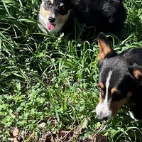 Rose, a female Cardigan Welsh Corgi and Pembroke Welsh Corgi for sale in Cookville, TX – Photo 5 of 7