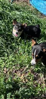 Rose, a female Cardigan Welsh Corgi and Pembroke Welsh Corgi for sale in Cookville, TX – Photo 5 of 7