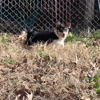 Rose, a female Cardigan Welsh Corgi and Pembroke Welsh Corgi for sale in Cookville, TX – Photo 6 of 7