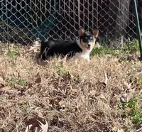 Rose, a female Cardigan Welsh Corgi and Pembroke Welsh Corgi for sale in Cookville, TX – Photo 6 of 7
