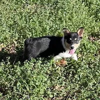 Rose, a female Cardigan Welsh Corgi and Pembroke Welsh Corgi for sale in Cookville, TX – Photo 1 of 7