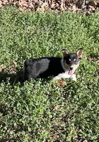 Rose, a female Cardigan Welsh Corgi and Pembroke Welsh Corgi for sale in Cookville, TX – Photo 1 of 7