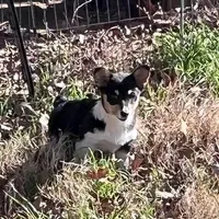 Rose, a female Cardigan Welsh Corgi and Pembroke Welsh Corgi for sale in Cookville, TX – Photo 3 of 7