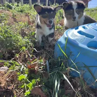 Rose, a female Cardigan Welsh Corgi and Pembroke Welsh Corgi for sale in Cookville, TX – Photo 7 of 7