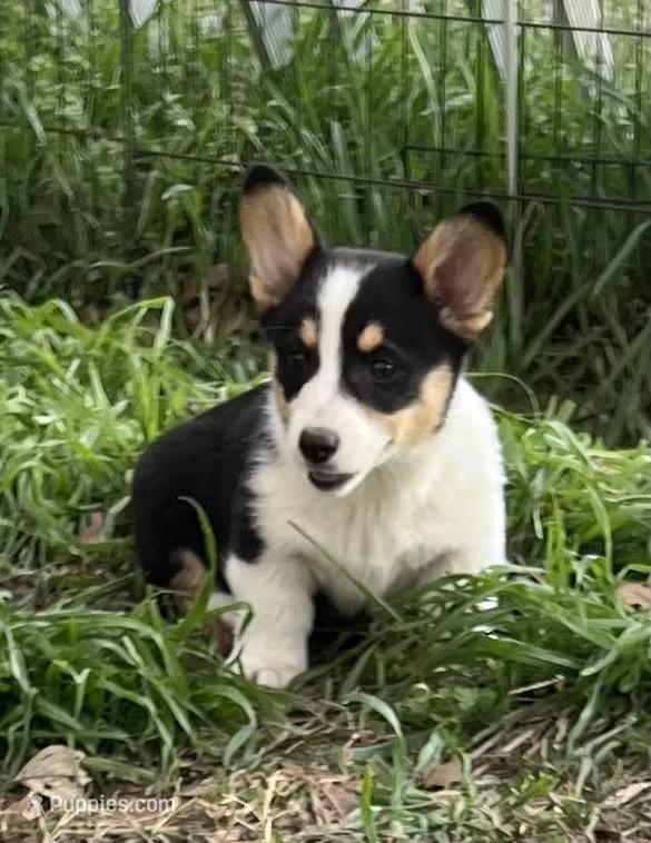 Leo – Pembroke Welsh Corgi puppy for sale in Cookville, TX