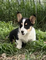 Leo, a male Pembroke Welsh Corgi for sale in Cookville, TX – Photo 1 of 3