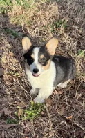Leo, a male Pembroke Welsh Corgi for sale in Cookville, TX – Photo 3 of 3