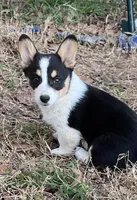 Leo, a male Pembroke Welsh Corgi for sale in Cookville, TX – Photo 2 of 3