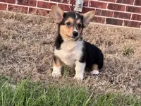 Izzy, a female Pembroke Welsh Corgi for sale in Cookville, TX – 4 of 8