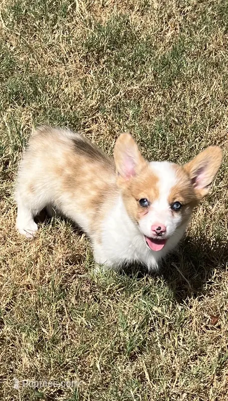 Cassie – Cardigan Welsh Corgi, Pembroke Welsh Corgi puppy for sale in Cookville, TX