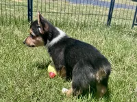 Richard, a male Pembroke Welsh Corgi for sale in Cookville, TX – 2 of 9