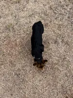 Izzy, a female Pembroke Welsh Corgi for sale in Cookville, TX – 7 of 7