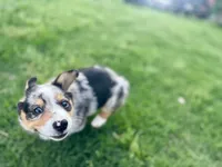 Bryson, a male Cardigan Welsh Corgi and Pembroke Welsh Corgi for sale in Cookville, TX – 3 of 9
