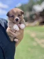 Owen, a male Pembroke Welsh Corgi for sale in Cookville, TX – 2 of 7