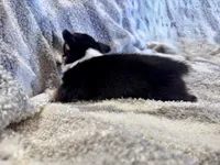 Izzy, a female Pembroke Welsh Corgi for sale in Cookville, TX – 3 of 6