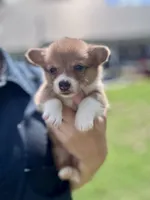 George, a male Pembroke Welsh Corgi for sale in Cookville, TX – 5 of 9