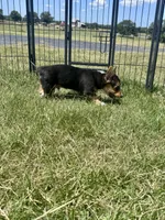Richard, a male Pembroke Welsh Corgi for sale in Cookville, TX – 4 of 9