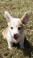 Crissy, a female Cardigan Welsh Corgi and Pembroke Welsh Corgi for sale in Cookville, TX – 6 of 7