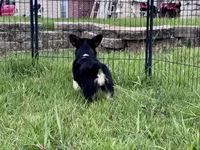 Bonnie, a female Cardigan Welsh Corgi and Pembroke Welsh Corgi for sale in Cookville, TX – 7 of 8