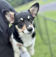 Bonnie, a female Cardigan Welsh Corgi and Pembroke Welsh Corgi for sale in Cookville, TX – 5 of 8