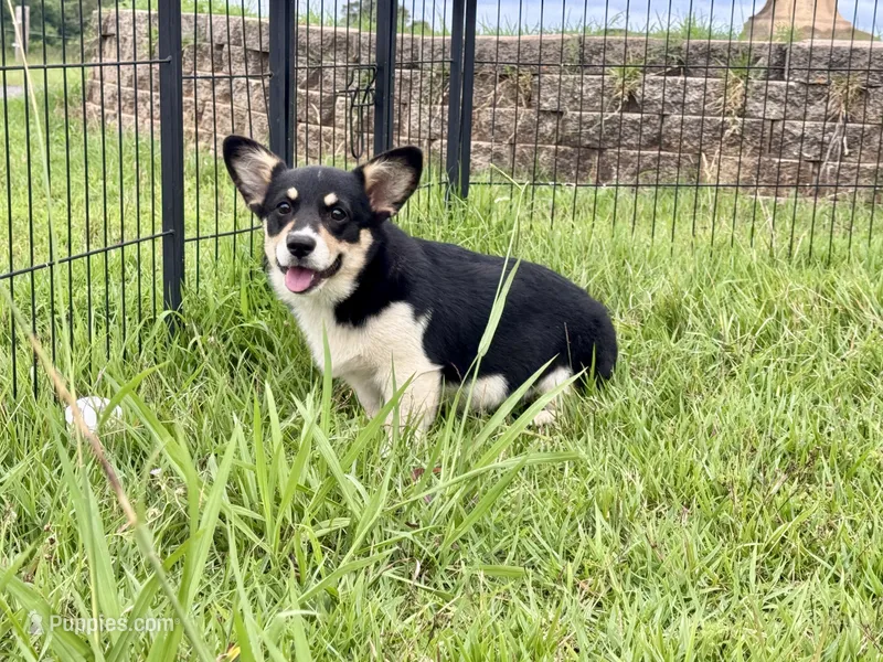 Bonnie – Cardigan Welsh Corgi, Pembroke Welsh Corgi puppy for sale in Cookville, TX