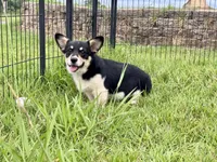 Bonnie, a female Cardigan Welsh Corgi and Pembroke Welsh Corgi for sale in Cookville, TX – 1 of 8