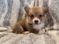 George, a male Pembroke Welsh Corgi for sale in Cookville, TX – 1 of 9